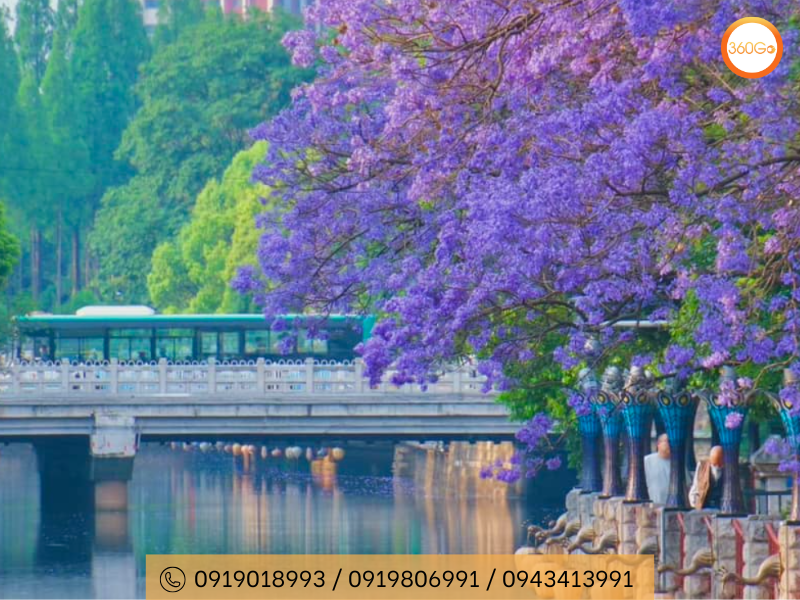 Hoa Phượng Tím nở rộ khắp thành phố Côn Minh - Du lịch 360Go